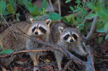 Raccoon Pair