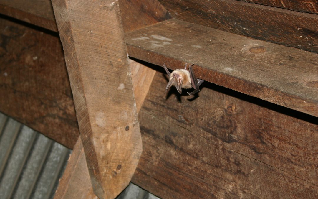 Bat in the attic