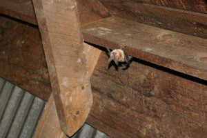 Townsend's Big-eared Bat