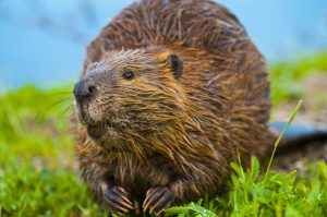 beaver removal