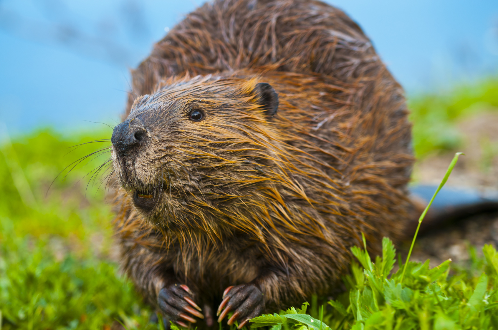 beaver-trapping-beaver-removal-animal-control-specialists