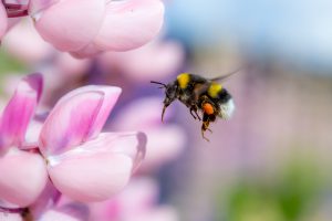 Emergency Bumble Bee Nest Relocation!