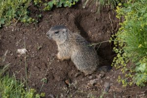 burrowing burrow digging