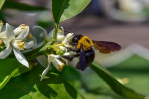 carpenter bee removal