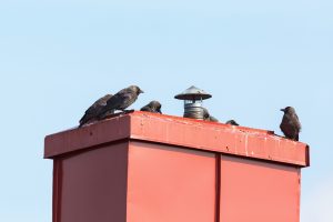 Jackdaws sitting on a chimney on the roof