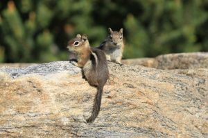 How To Trap Chipmunks 