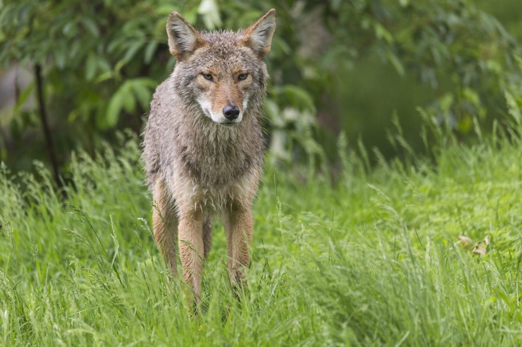 Coyotes | Animal Control Specialists