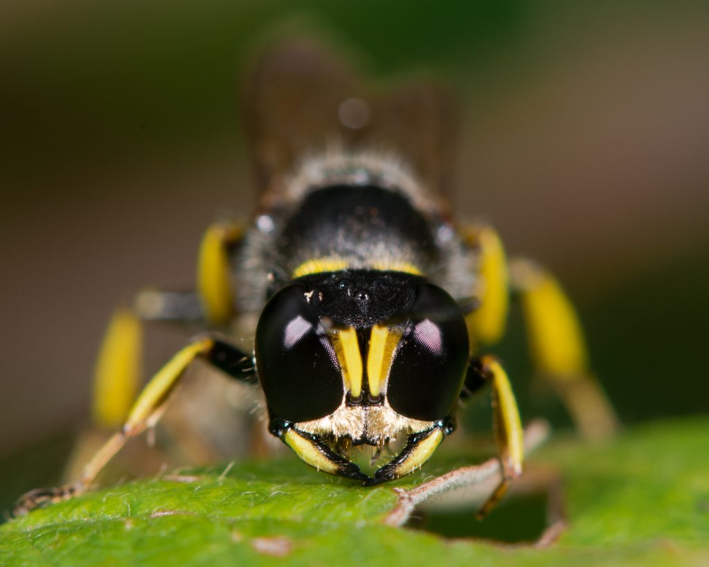 digger-wasp-control-animal-control-specialists