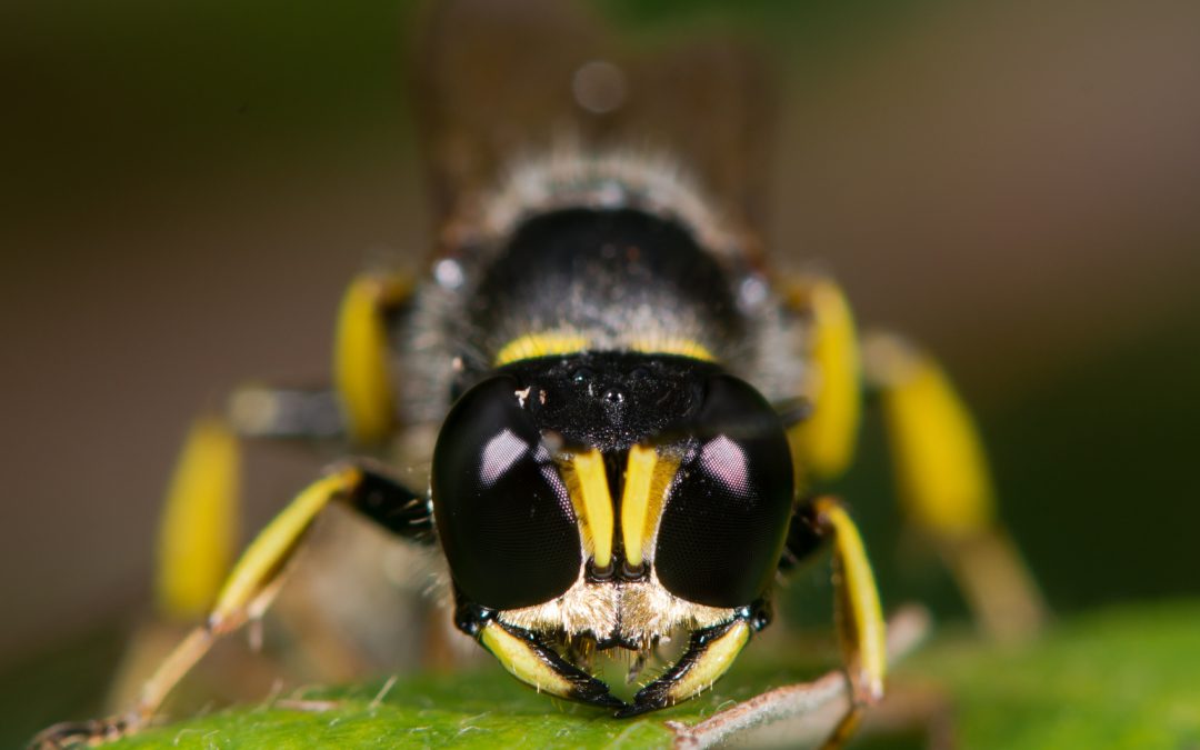 Why Mud Daubers Are On Spider Patrol Green Blog Anr Blogs