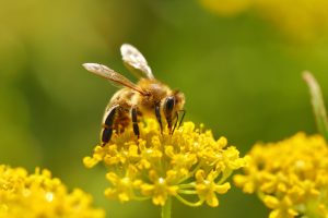 honey bee removal