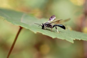 mud dauber