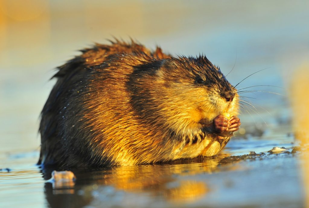 muskrat stuffed animal