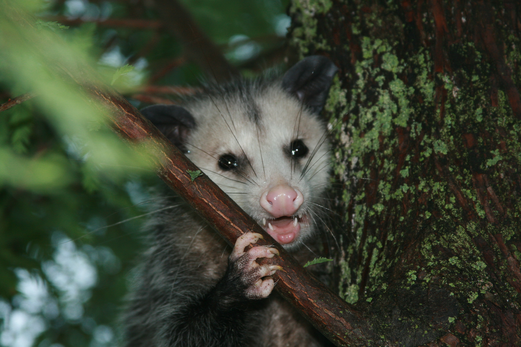 opossum removal