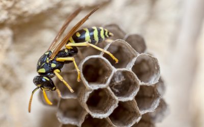 What is The Difference Between a Bee and a Wasp? Learn This and More