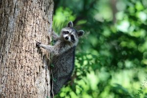 raccoon removal