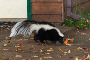 Skunk Removal