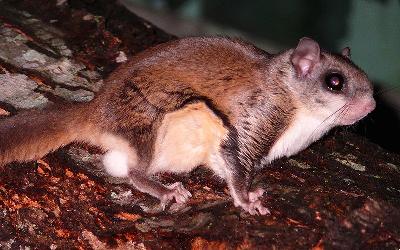 How to Get Rid of Flying Squirrels in the Attic