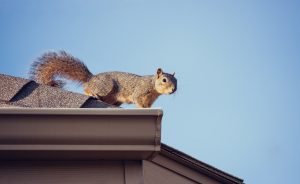 squirrel control and removal