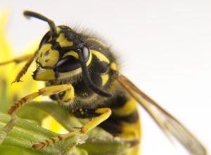 yellow jacket removal