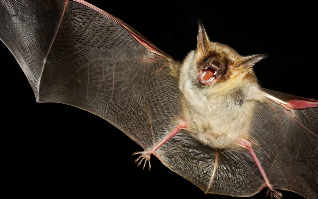 How to Get Rid of a Bat in the House - Animal Control Specialists