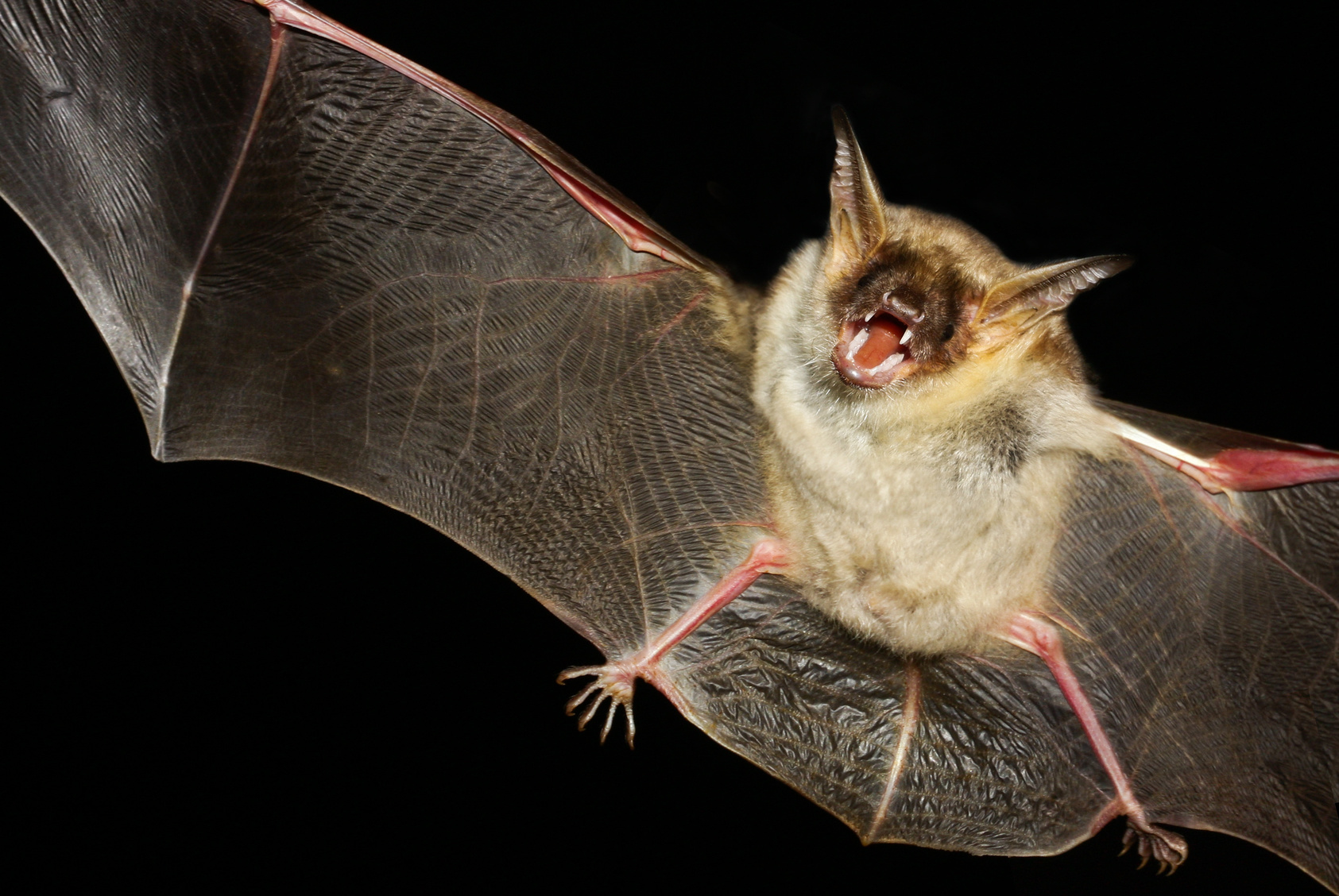 virtud Mejora cebra How to Get Rid of a Bat in the House - Animal Control Specialists