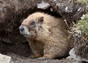 Trapping Voles - Varment Guard Wildlife Services