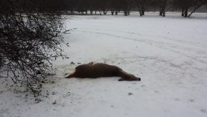 Dead Deer Removal