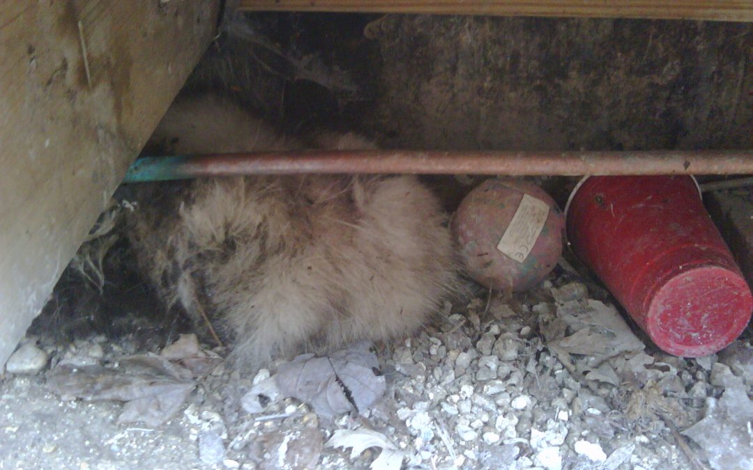 Dead Opossum Under Deck