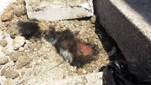 Dead Skunk Removal