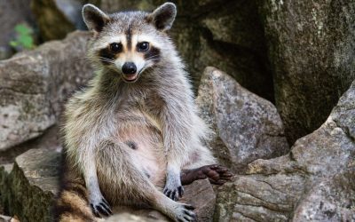 Don’t Make These 3 Wildlife Removal Mistakes!