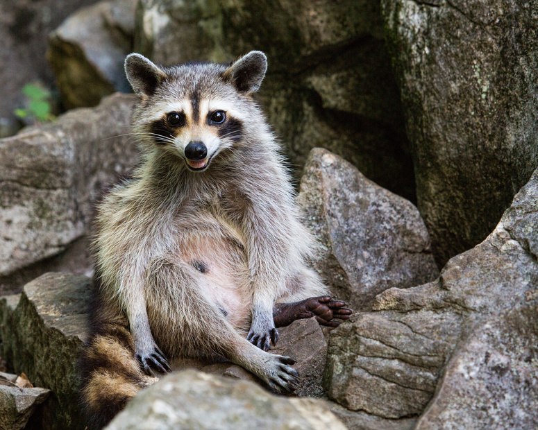 Raccoon Removal - Ehrlich Pest Control