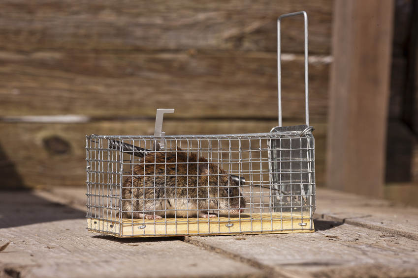 The Most Common Types Of Wildlife Removal Services For Homeowners