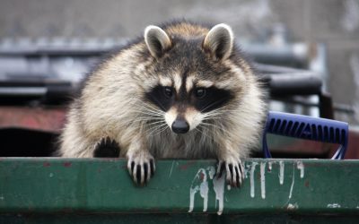 3 Common Raccoon Complaints Homeowners Have (And How We Can Help)
