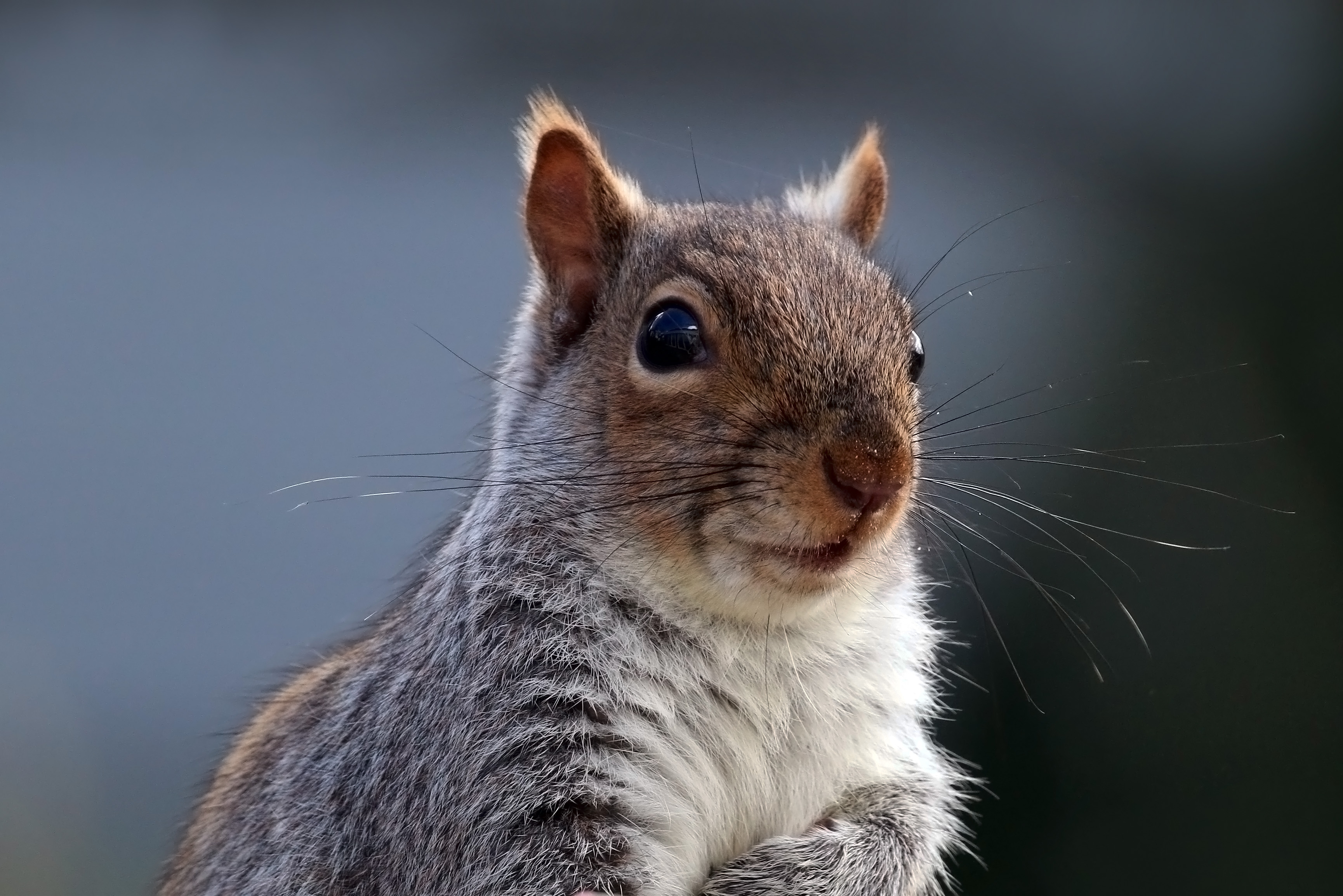 So You've Got A Squirrel Infestation: Now What? - Animal Control Specialists