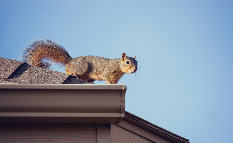 Squirrel in chimney