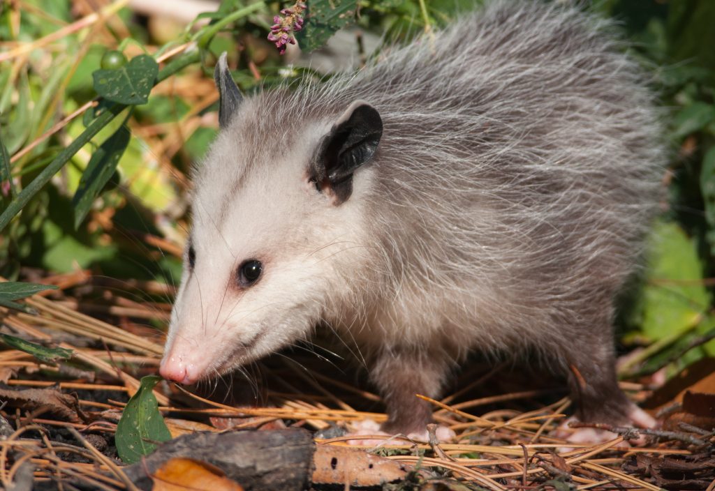 How To Get Rid of Opossums & Tips on Possum Control - Animal Control  Specialists