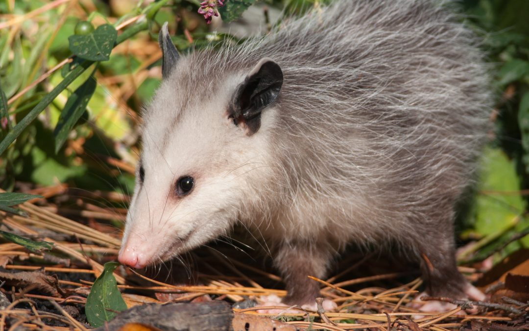 Curious opossum