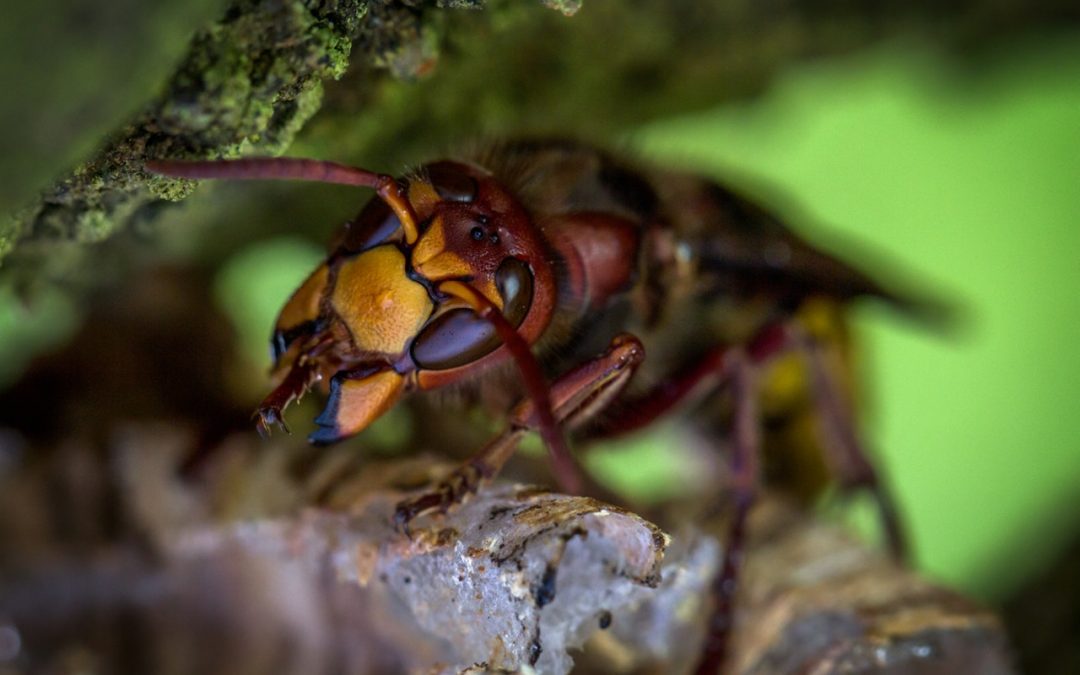 hornet nest removal