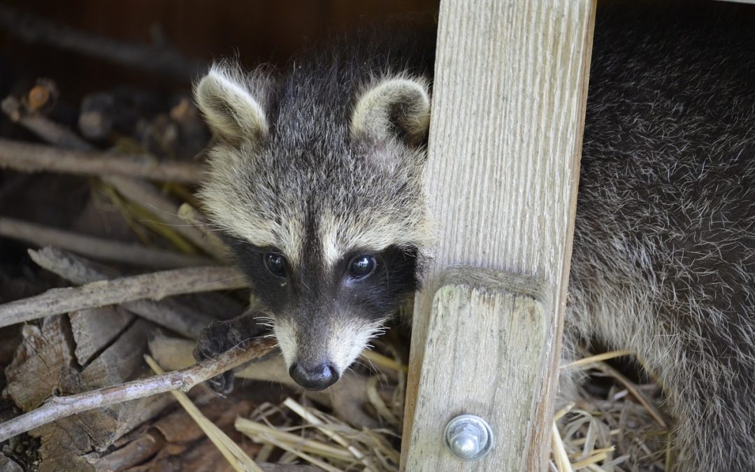 raccoon under deck