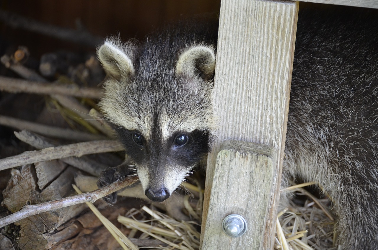 Raccoon & Groundhog Trap – Speed Exterminating