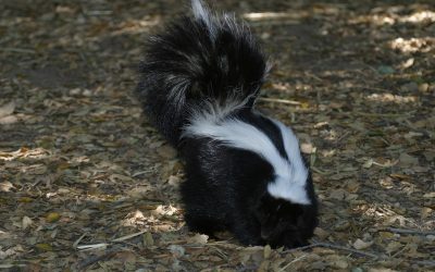 Tips on How to Get Rid of Skunks on Your Property