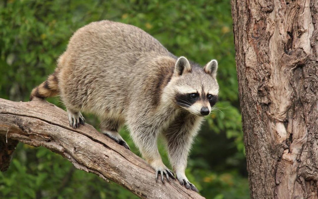 Learn About and Prevent Wildlife Problems in Spring - Animal Control  Specialists
