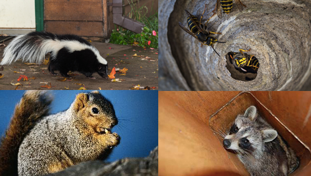 Wildlife Removal and Pest Control Services Lake County IL | Animal Control  Specialists