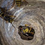 Yellow Jacket Wasp nest