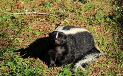 What Can be Done About Skunks Digging Up Lawn