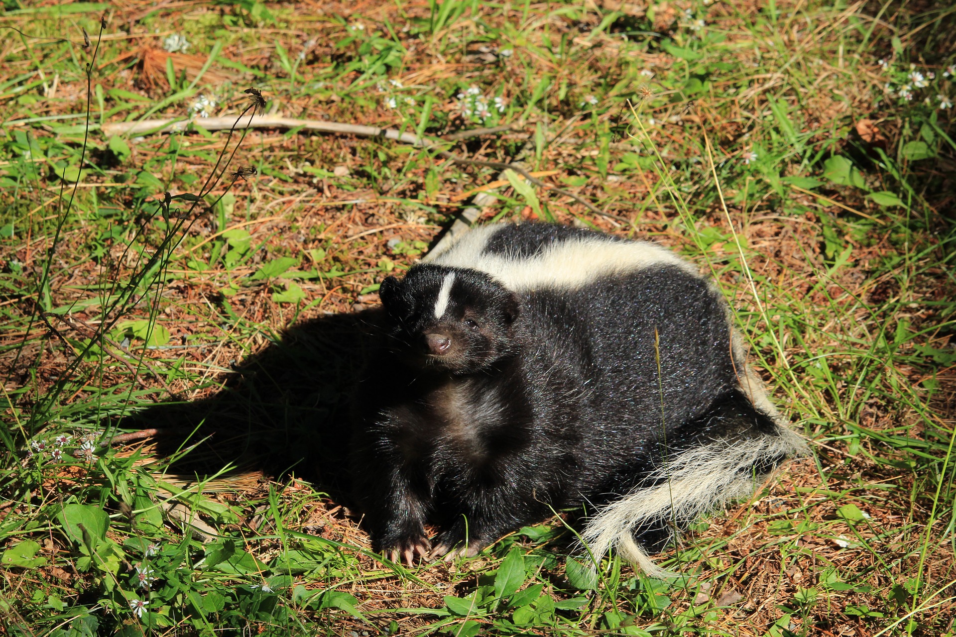 What Can be Done About Skunks Digging Up Lawn - Animal Control Specialists