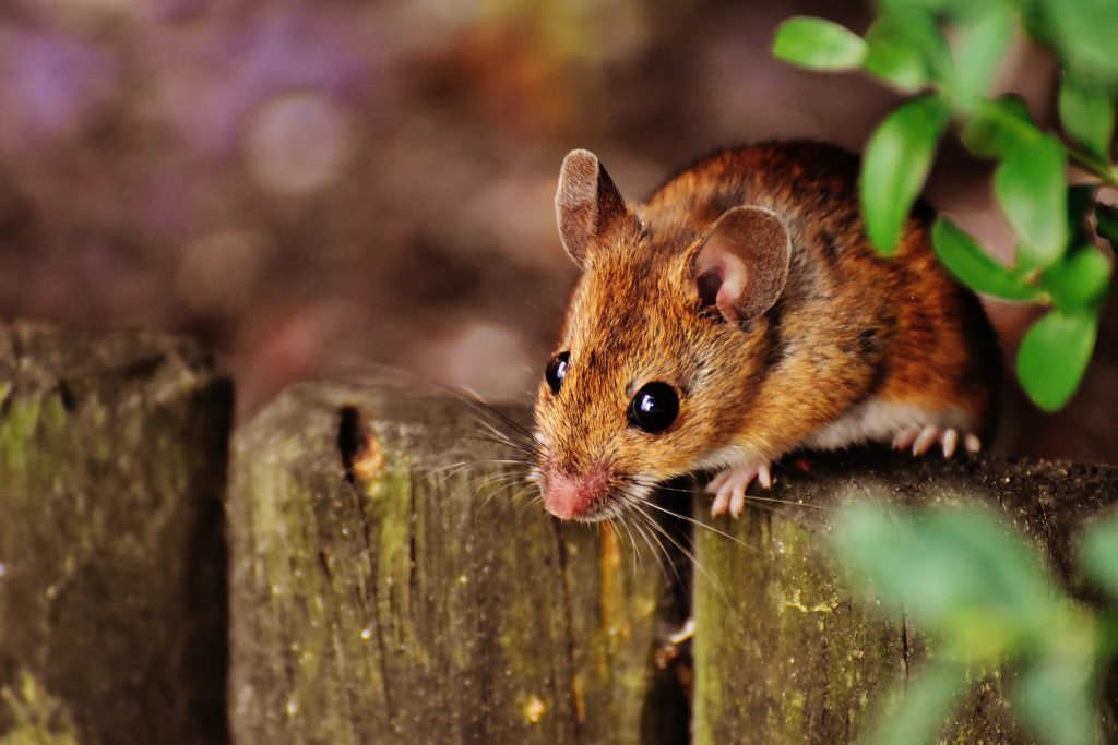 How to Get Rid of Mice - Eliminate Relentless Rodents From Your Home