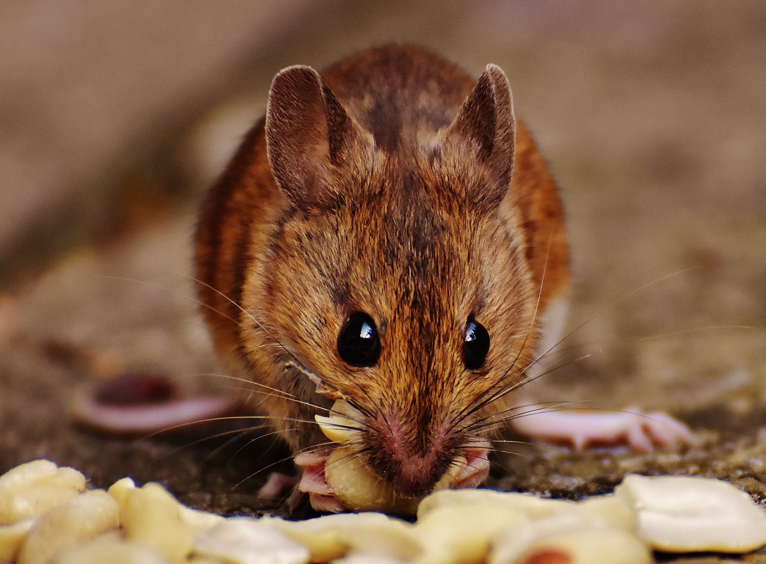 Tips to Handle Mice Infestation in Your House - Animal Control Specialists