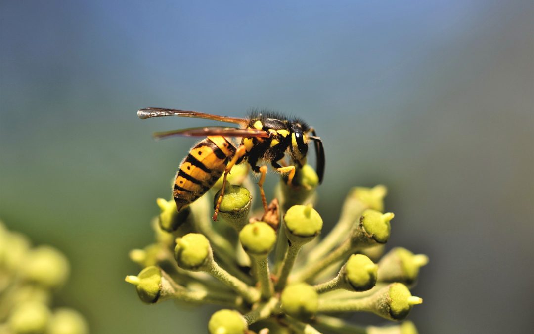 Are Yellow Jackets Dangerous?