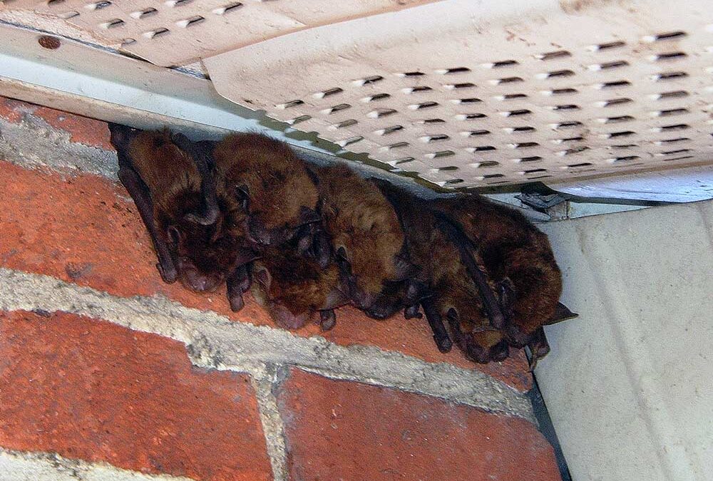 Four Bats Hanging from Soffit